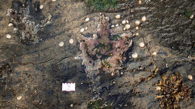 empreintes dinosaures