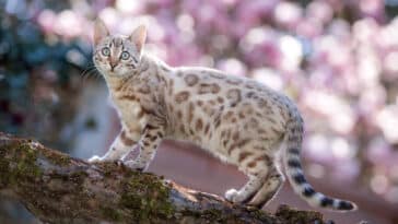 chats bengal diamant