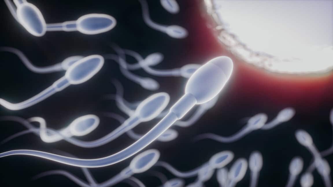 spermatozoïdes