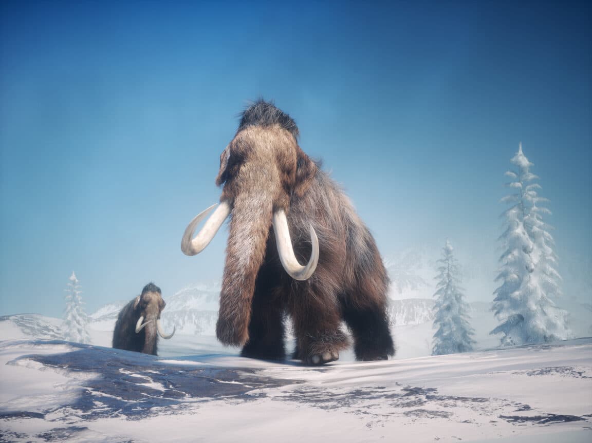 mammouth mammouths