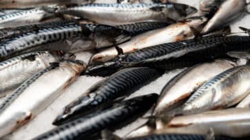 maquereaux surpêche