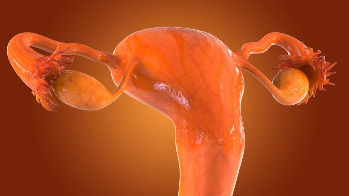 rete ovarii ovaires femmes organe