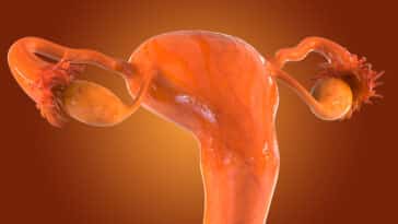 rete ovarii ovaires femmes organe