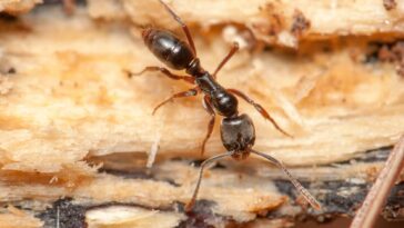 fourmi aiguille asiatique