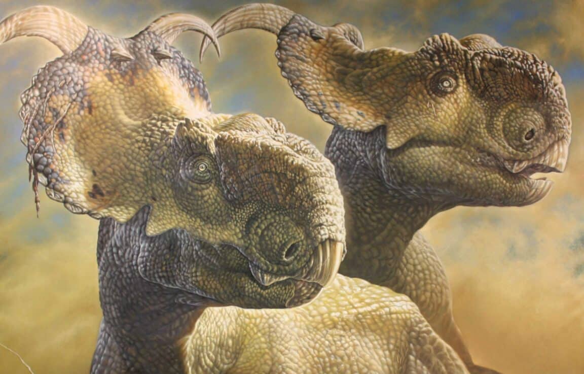 Pachyrhinosaurus dinosaures