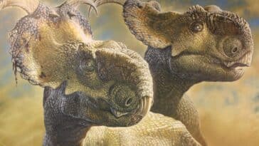 Pachyrhinosaurus dinosaures