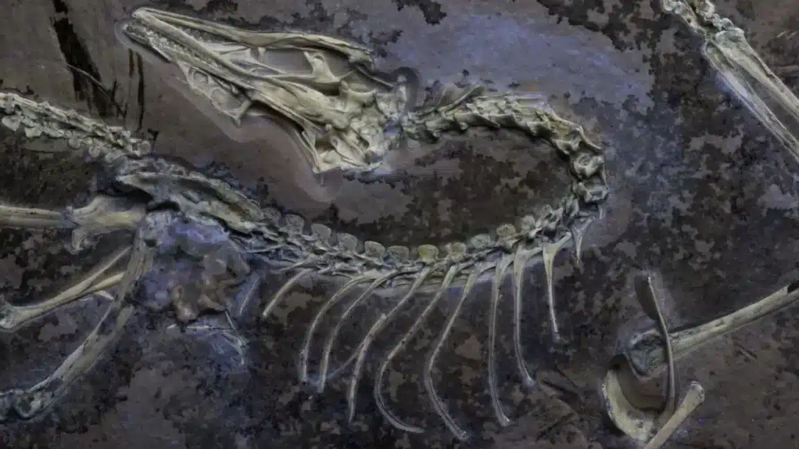 archaeopteryx dinosaure oiseau