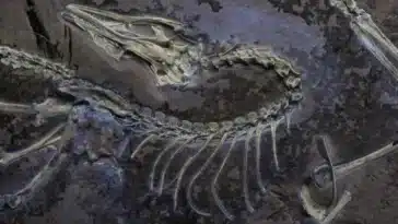 archaeopteryx dinosaure oiseau