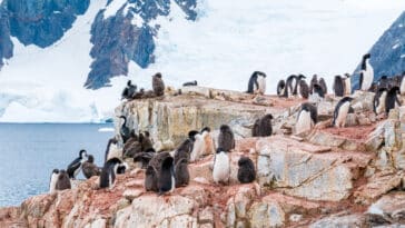 excréments manchots guano banquise Antarctique