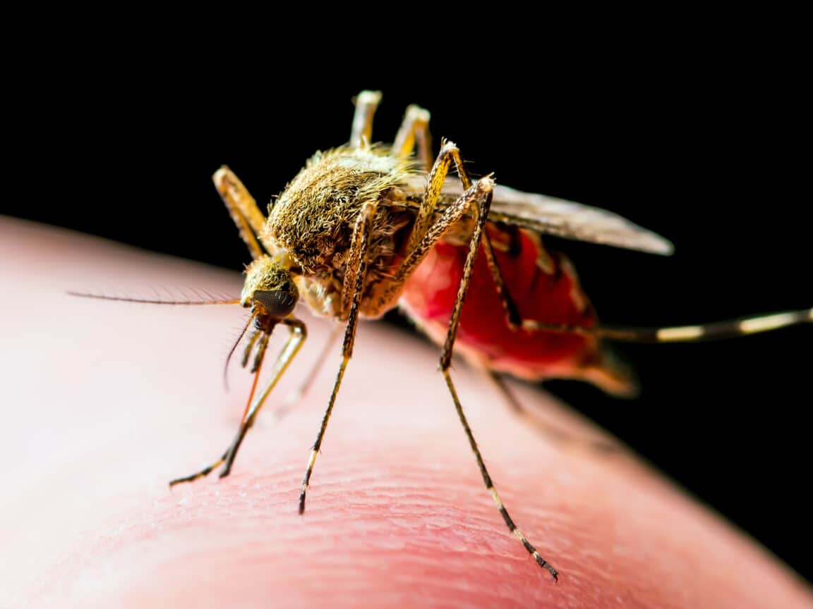 dengue et le chikungunya