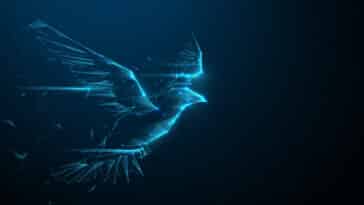 drones chine oiseaux