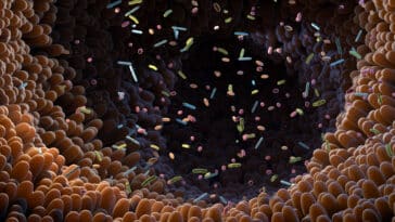 antibiotiques microbiome dépression