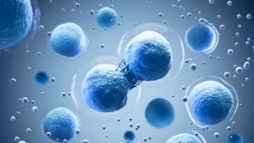 mitose division cellulaire cellules