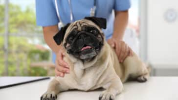 chiens carlins bouledogues