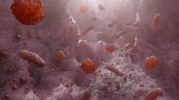 champignon stéatose hépatique microbiome