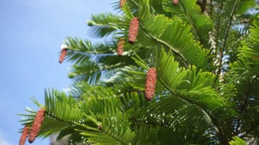 pin Wollemi arbre dinosaures