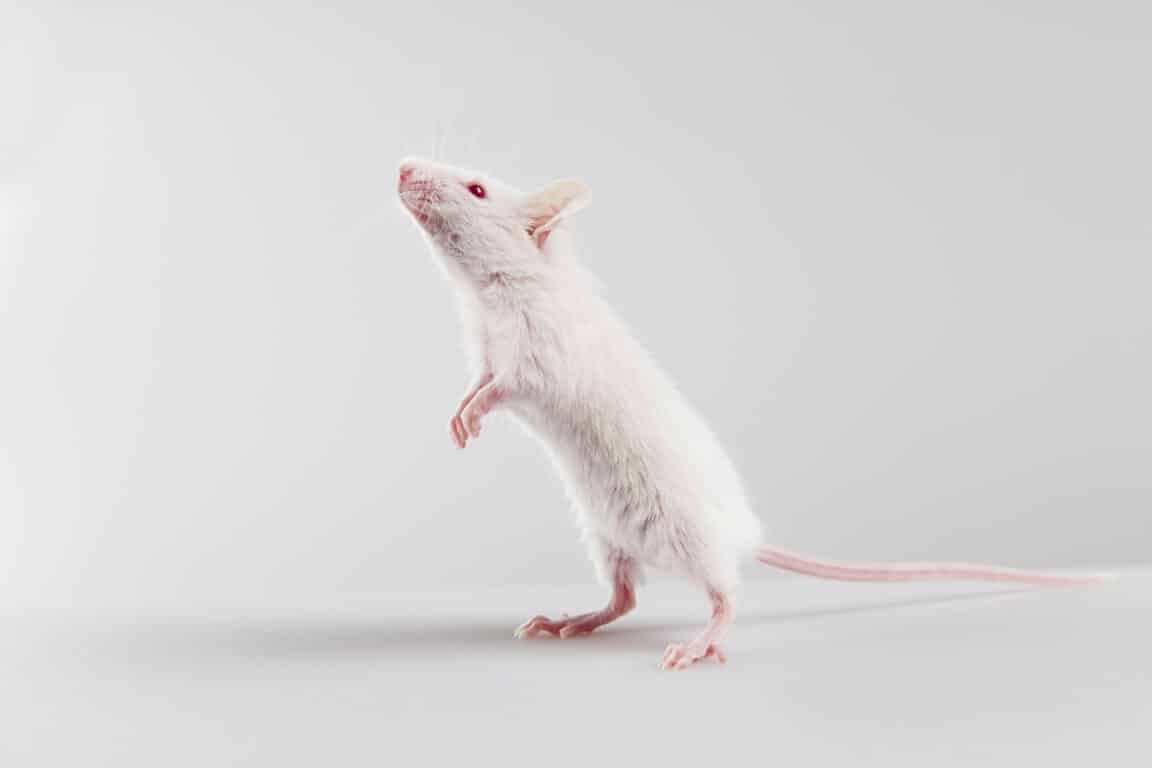 souris cerveau vaccin sans aiguille cancer calvitie cheveux