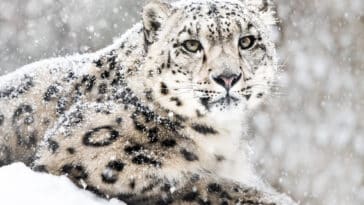 léopards des neiges