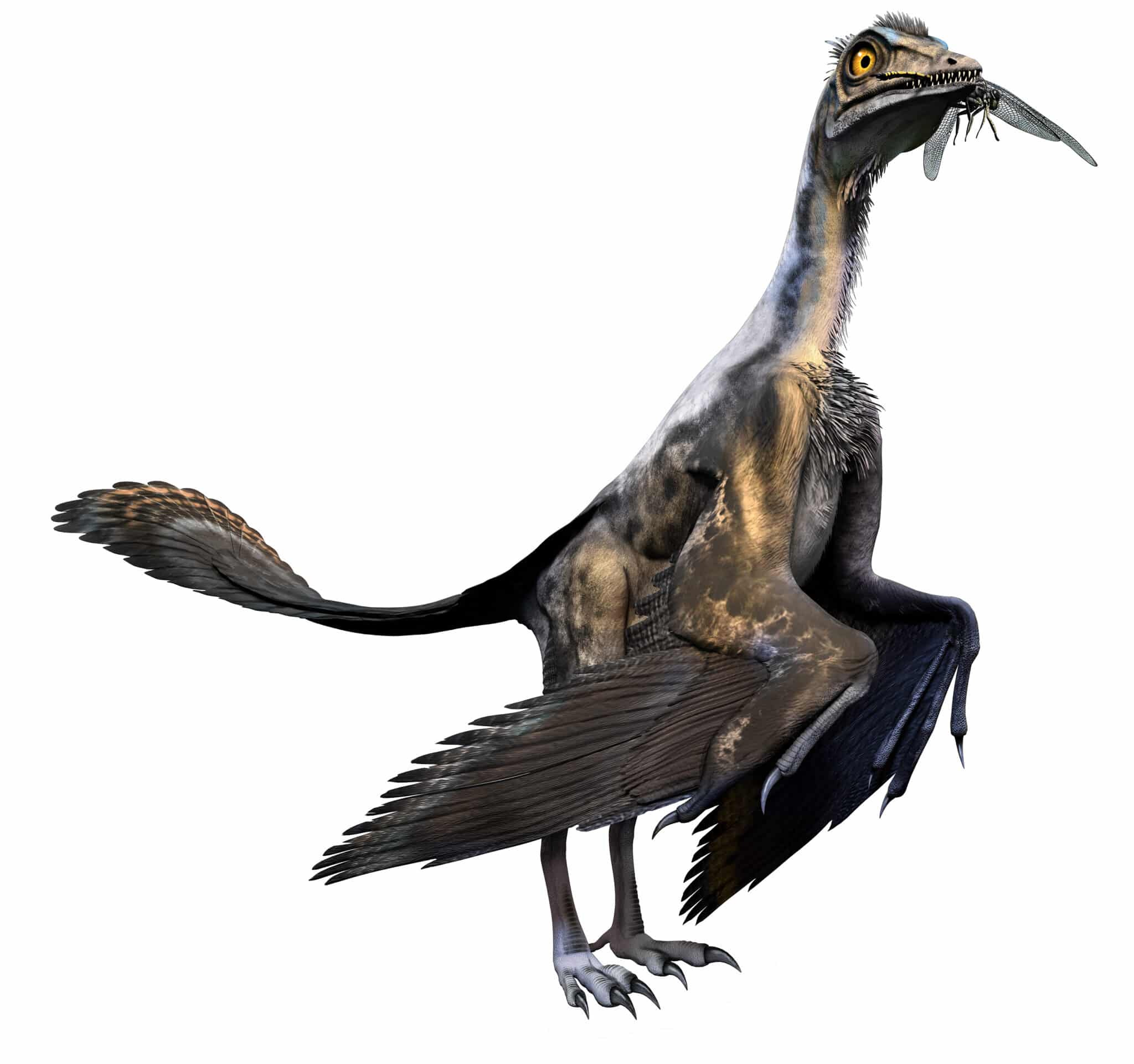 Archaeopteryx