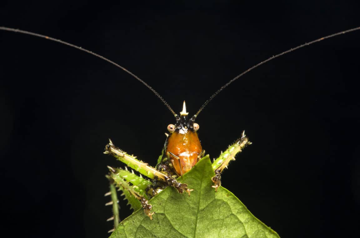 Panacanthus diable épineux sauterelle épineuse