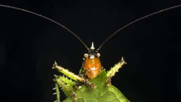 Panacanthus diable épineux sauterelle épineuse