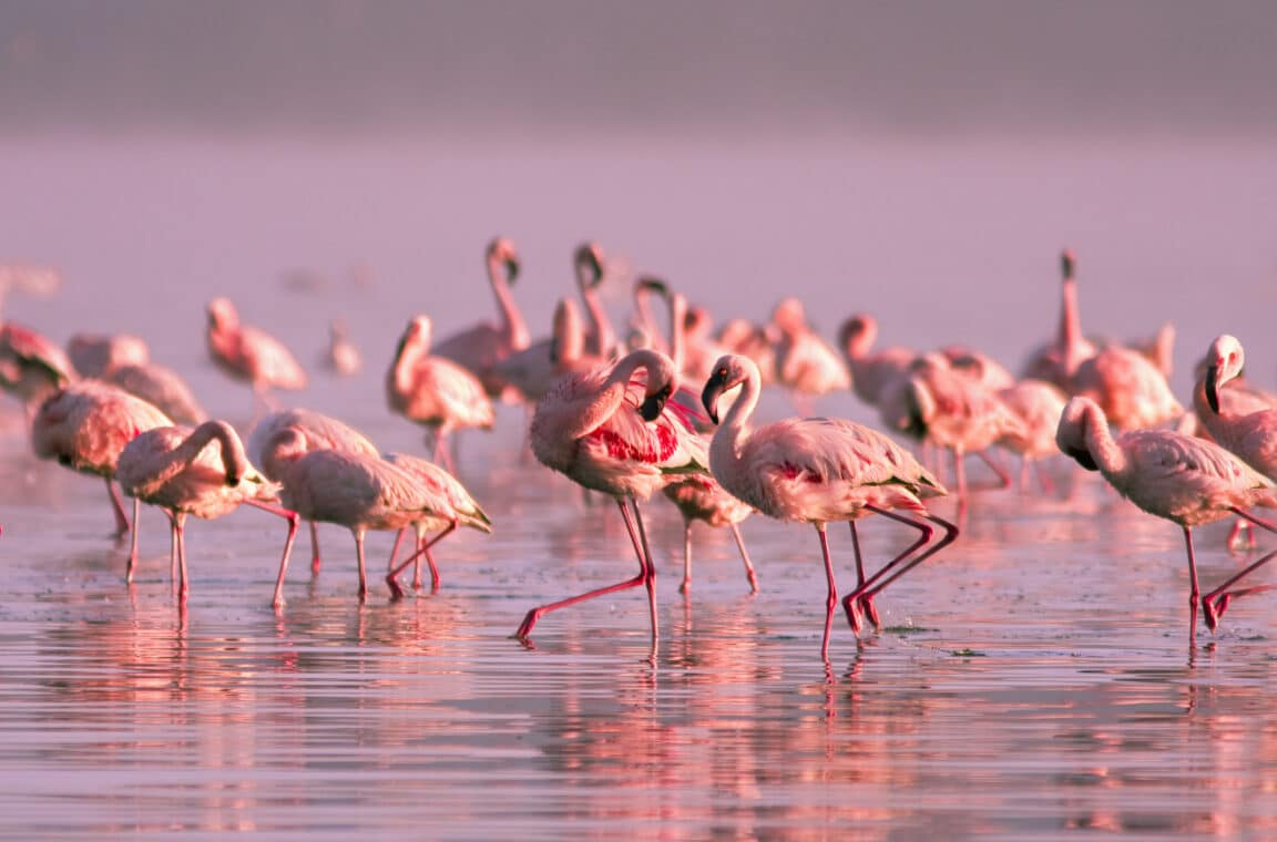 flamants roses