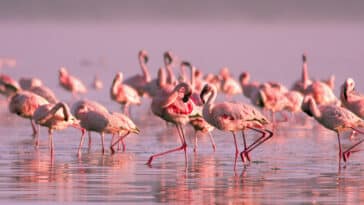 flamants roses