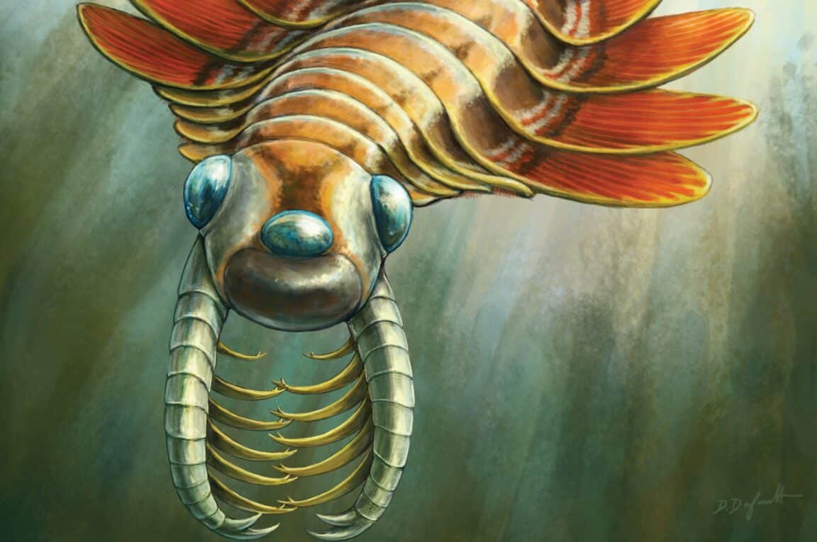 Mosura fentoni prédateur