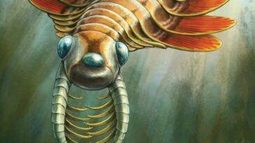 Mosura fentoni prédateur