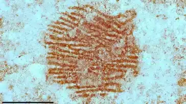 néandertalien empreinte