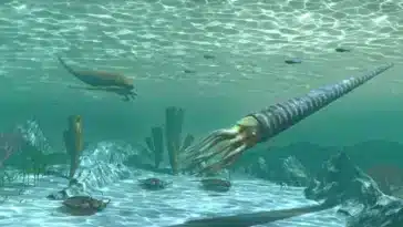 Ordovicien extinction