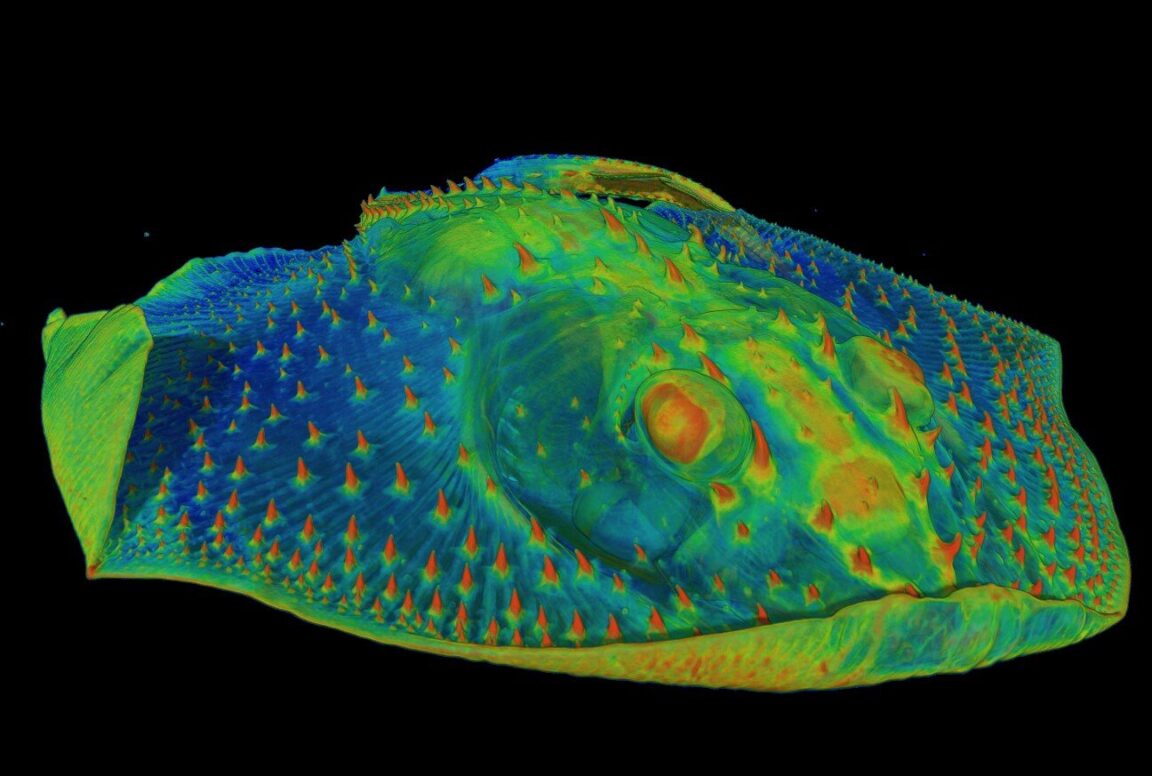 dents armure poissons