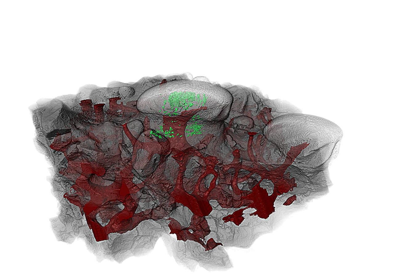 dents armure poissons