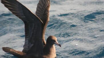 oiseau puffin à pieds pâles