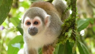 singe-écureuil saimiri