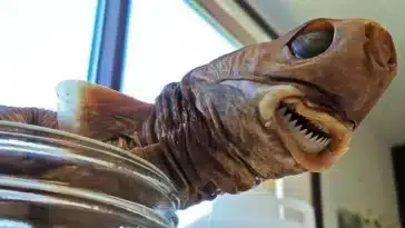 Squalelet féroce requin emporte-pièce