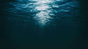 prédateur Atacama fosse