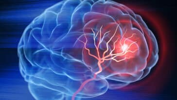 l’érythritol sucre cerveau