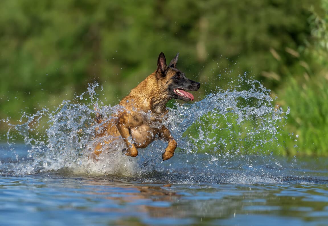 chien rivière