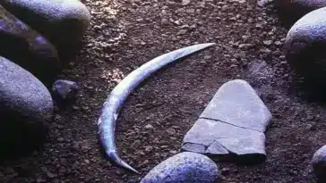 défense mammouth boomerang