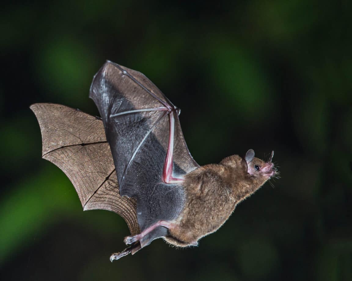 chauve-souris virus