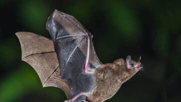 chauve-souris virus