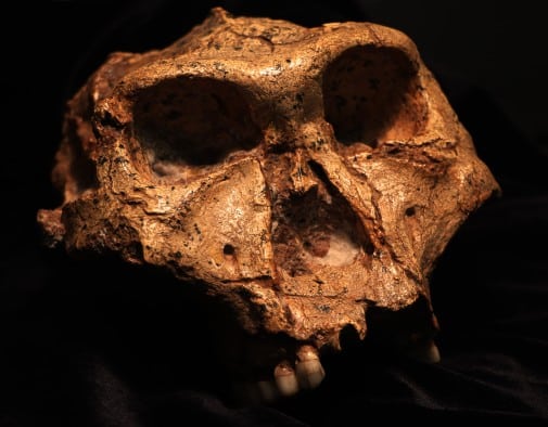 Paranthropus dents