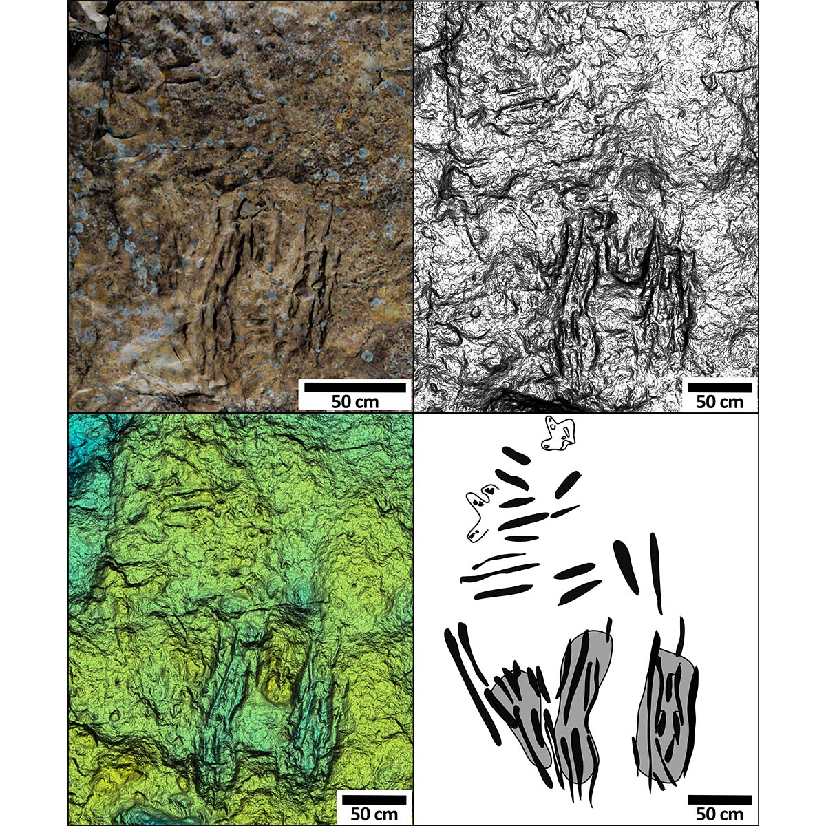 empreintes dinosaures