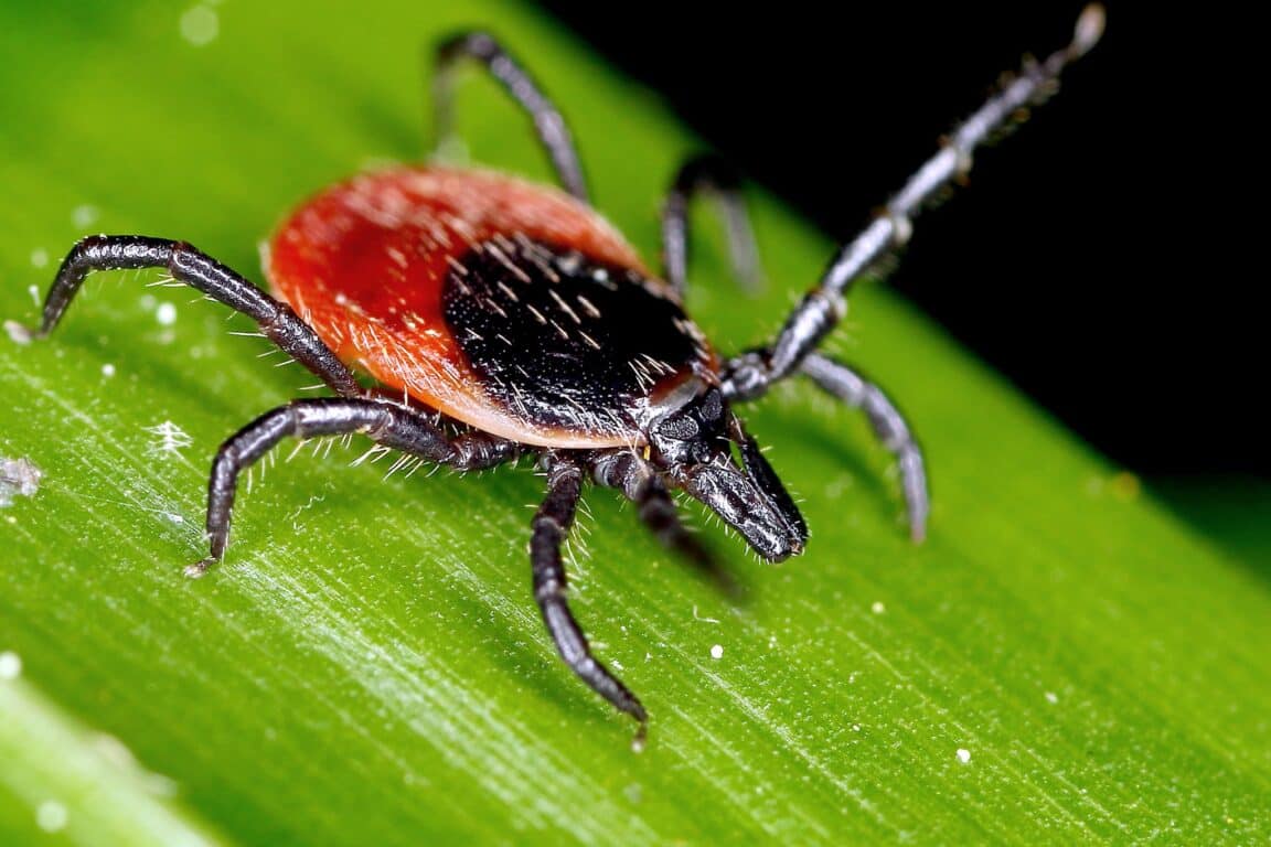 tique du mouton Lyme