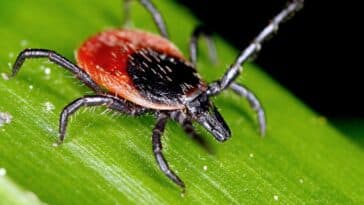 tique du mouton Lyme