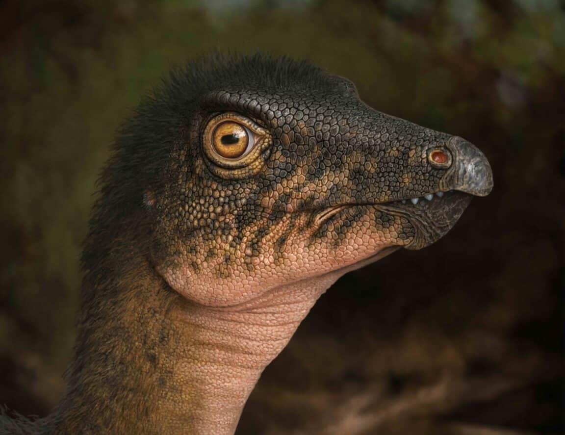 dinosaure Thescelosaurus