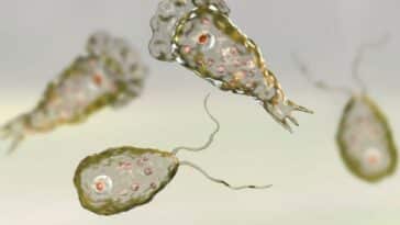 amibe mangeuse de cerveau 2