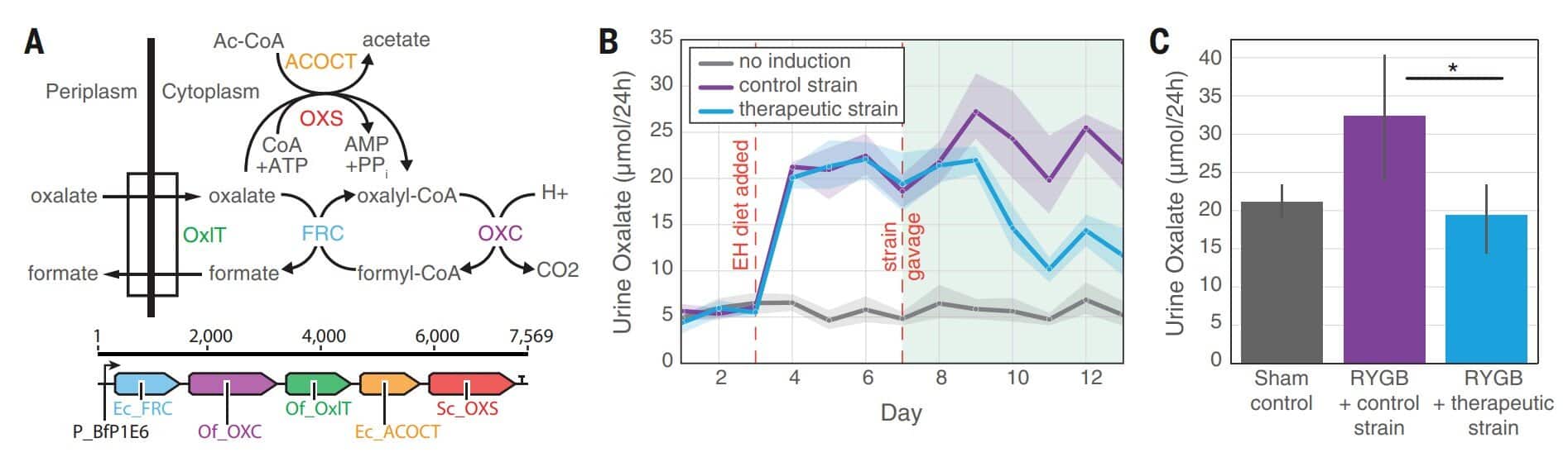 calculs rénaux bactéries
