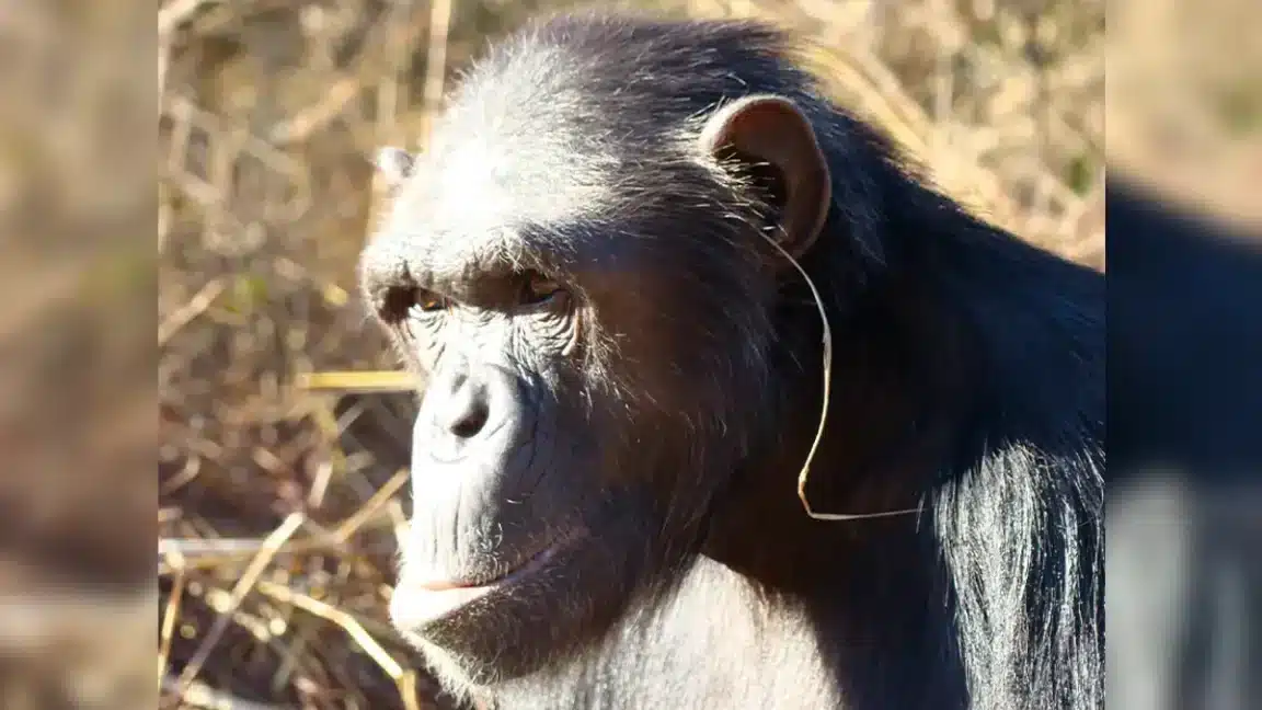 chimpanzés herbe oreille